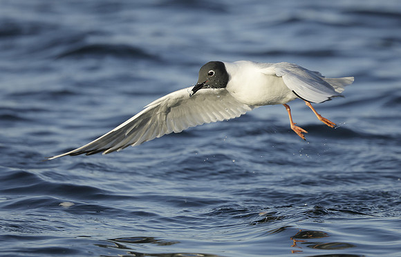 Bonaparte's Gull Chroicocephalus philadelphia