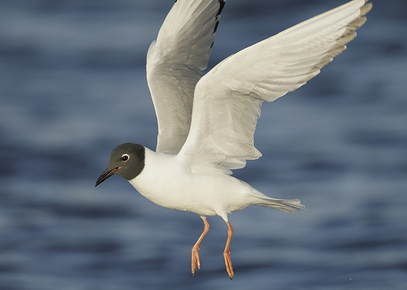 Bonaparte's Gull Chroicocephalus philadelphia