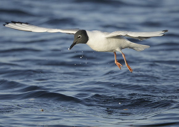 Bonaparte's Gull Chroicocephalus philadelphia
