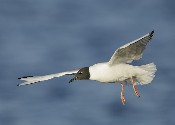 Bonaparte's Gull Chroicocephalus philadelphia