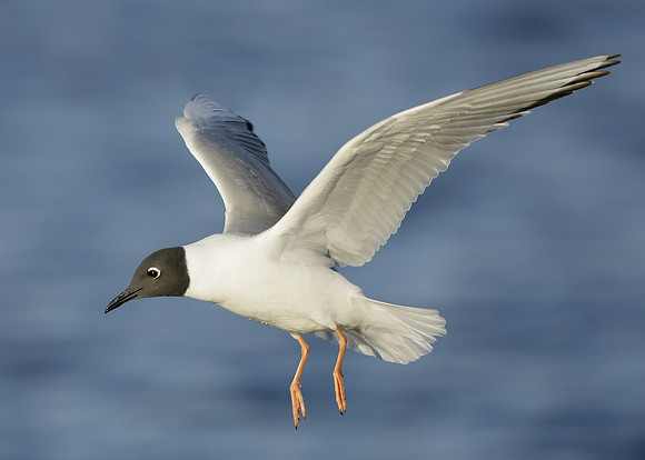 Bonaparte's Gull Chroicocephalus philadelphia