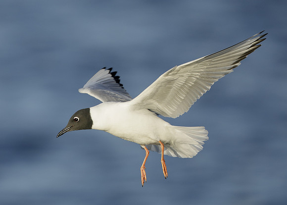 Bonaparte's Gull Chroicocephalus philadelphia