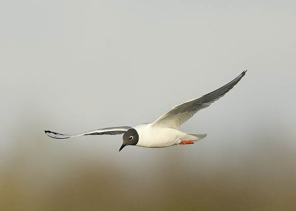 Bonaparte's Gull Chroicocephalus philadelphia