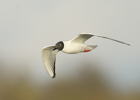 Bonaparte's Gull Chroicocephalus philadelphia