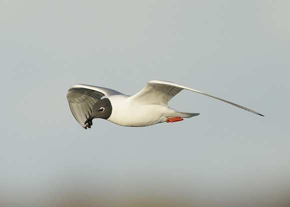 Bonaparte's Gull Chroicocephalus philadelphia