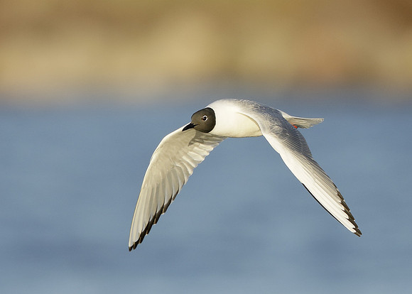 Bonaparte's Gull Chroicocephalus philadelphia