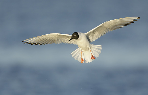 Bonaparte's Gull Chroicocephalus philadelphia