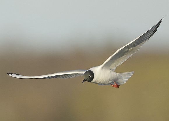 Bonaparte's Gull Chroicocephalus philadelphia
