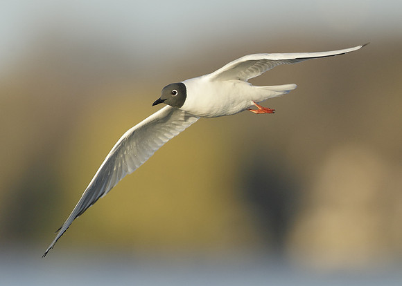Bonaparte's Gull Chroicocephalus philadelphia