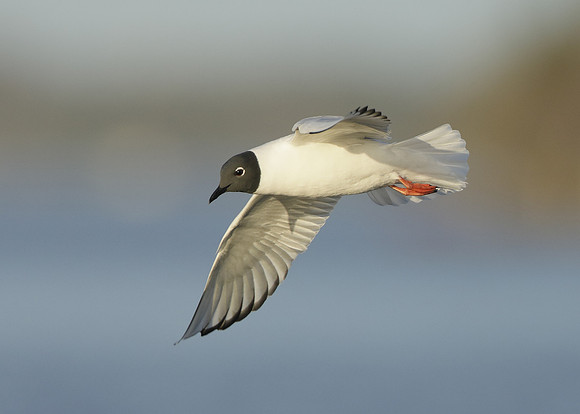 Bonaparte's Gull Chroicocephalus philadelphia