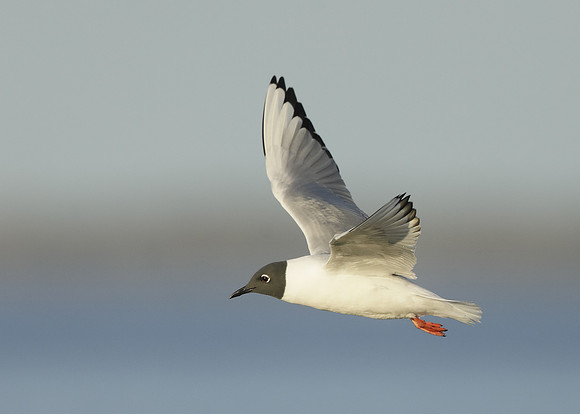 Bonaparte's Gull Chroicocephalus philadelphia