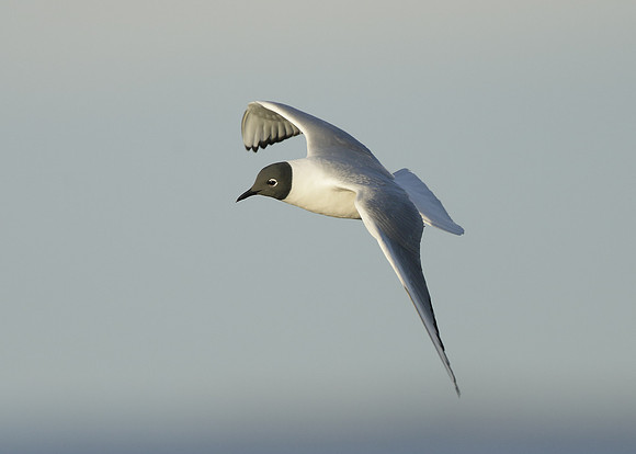 Bonaparte's Gull Chroicocephalus philadelphia