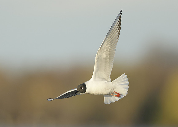 Bonaparte's Gull Chroicocephalus philadelphia