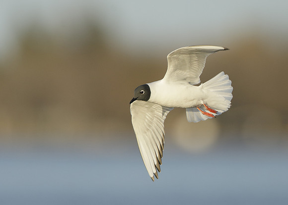 Bonaparte's Gull Chroicocephalus philadelphia