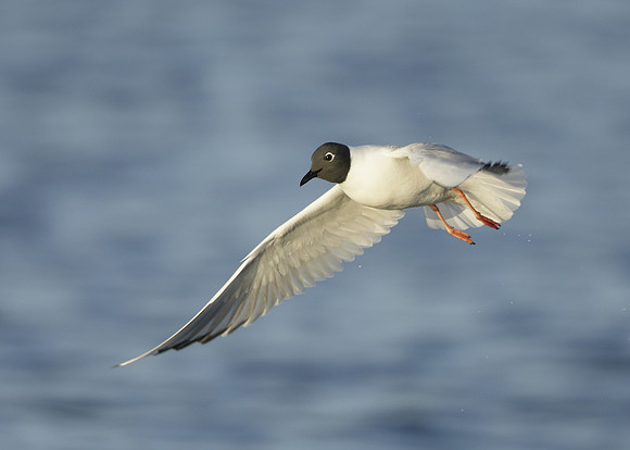 Bonaparte's Gull Chroicocephalus philadelphia