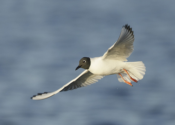 Bonaparte's Gull Chroicocephalus philadelphia
