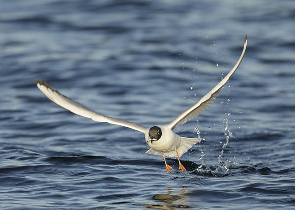 Bonaparte's Gull Chroicocephalus philadelphia