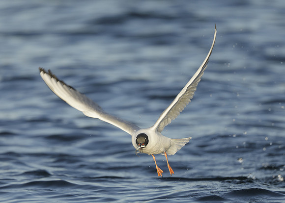 Bonaparte's Gull Chroicocephalus philadelphia