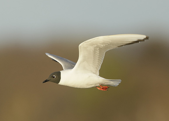 Bonaparte's Gull Chroicocephalus philadelphia