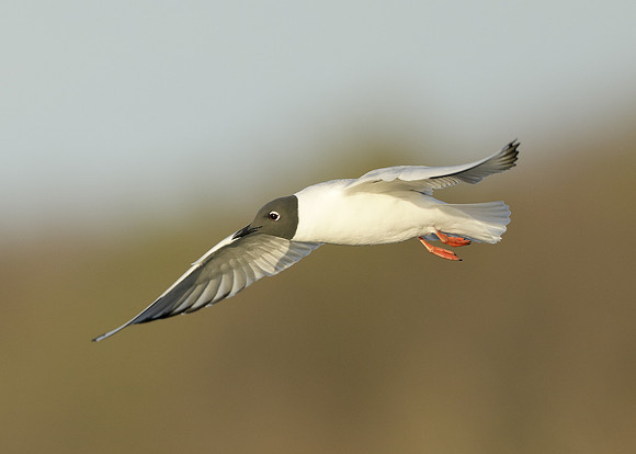 Bonaparte's Gull Chroicocephalus philadelphia