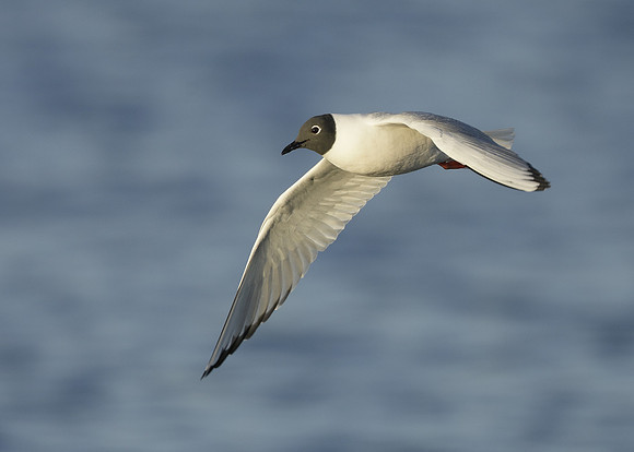 Bonaparte's Gull Chroicocephalus philadelphia