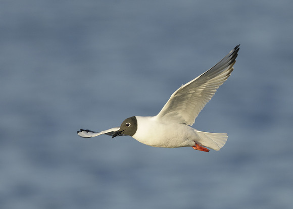 Bonaparte's Gull Chroicocephalus philadelphia