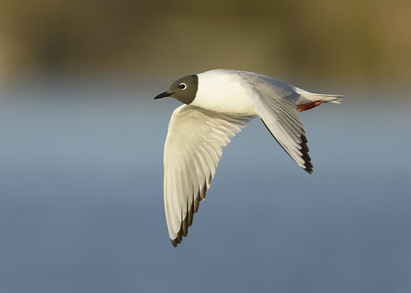 Bonaparte's Gull Chroicocephalus philadelphia