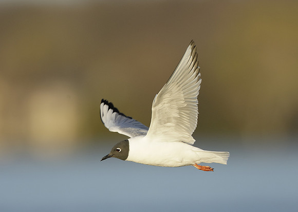 Bonaparte's Gull Chroicocephalus philadelphia