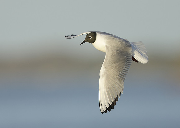 Bonaparte's Gull Chroicocephalus philadelphia