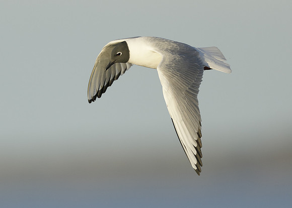 Bonaparte's Gull Chroicocephalus philadelphia