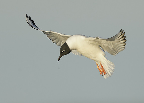 Bonaparte's Gull Chroicocephalus philadelphia