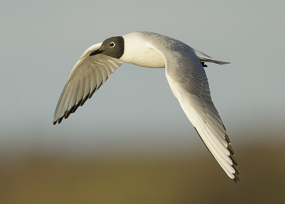 Bonaparte's Gull Chroicocephalus philadelphia