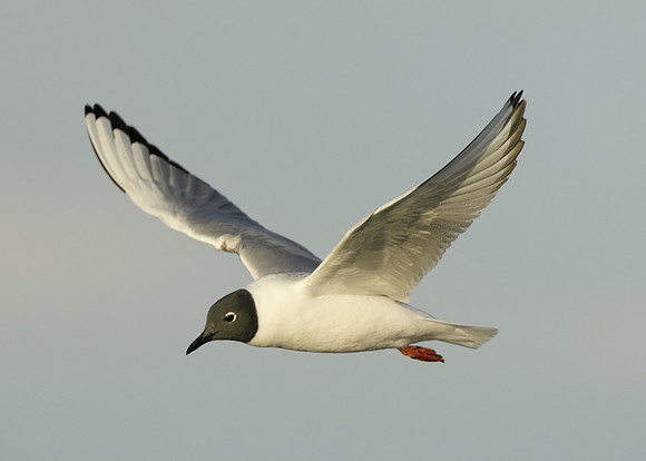 Bonaparte's Gull Chroicocephalus philadelphia