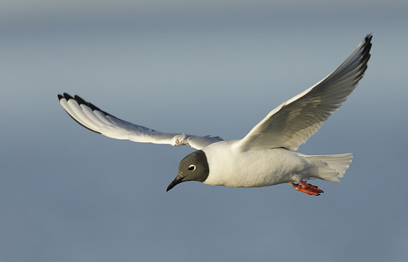 Bonaparte's Gull Chroicocephalus philadelphia