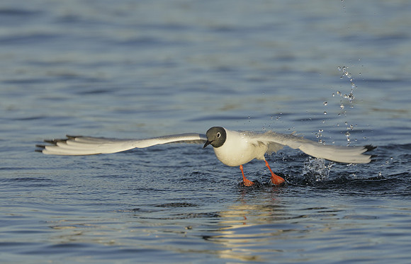 Bonaparte's Gull Chroicocephalus philadelphia