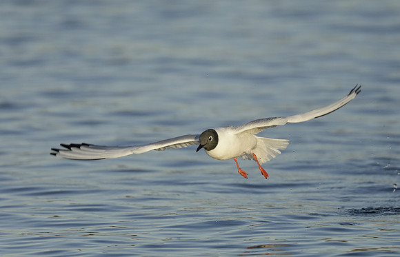 Bonaparte's Gull Chroicocephalus philadelphia