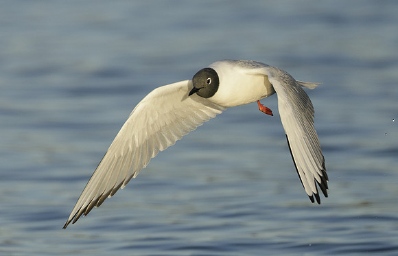 Bonaparte's Gull Chroicocephalus philadelphia