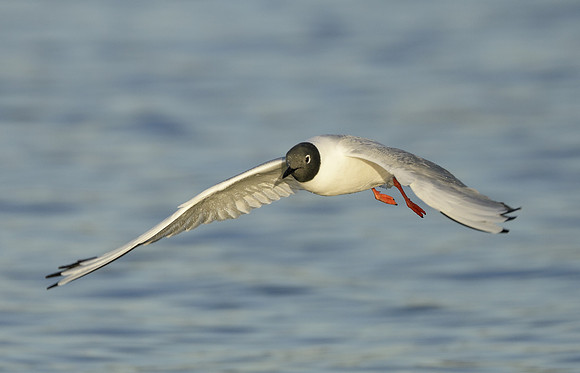 Bonaparte's Gull Chroicocephalus philadelphia