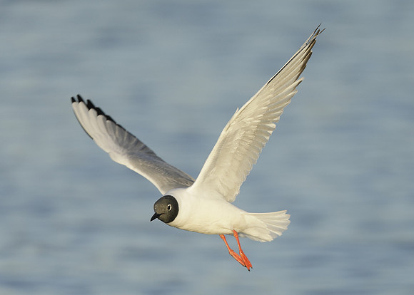 Bonaparte's Gull Chroicocephalus philadelphia