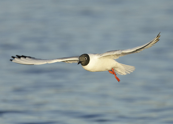 Bonaparte's Gull Chroicocephalus philadelphia