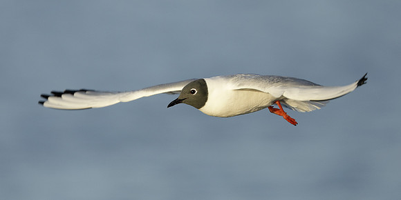 Bonaparte's Gull Chroicocephalus philadelphia