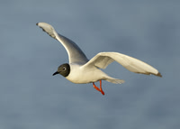 Bonaparte's Gull Chroicocephalus philadelphia