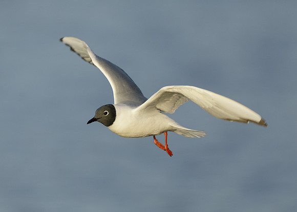 Bonaparte's Gull Chroicocephalus philadelphia