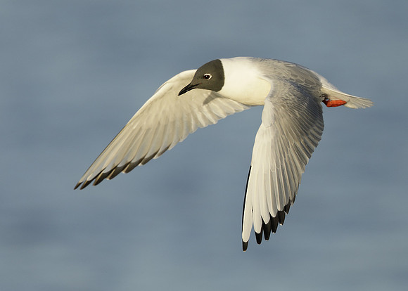 Bonaparte's Gull Chroicocephalus philadelphia