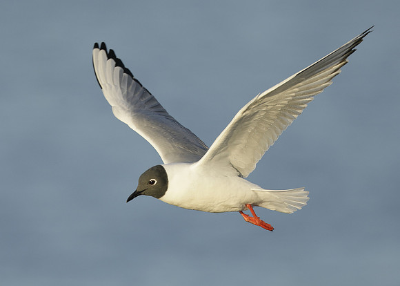 Bonaparte's Gull Chroicocephalus philadelphia