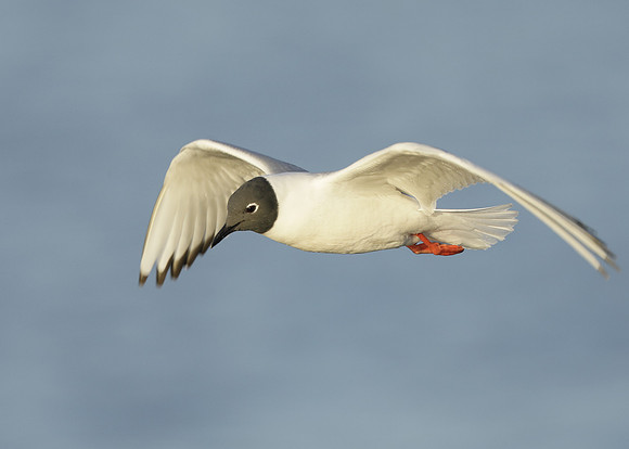 Bonaparte's Gull Chroicocephalus philadelphia