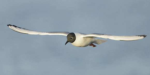 Bonaparte's Gull Chroicocephalus philadelphia