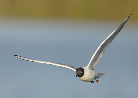 Bonaparte's Gull Chroicocephalus philadelphia