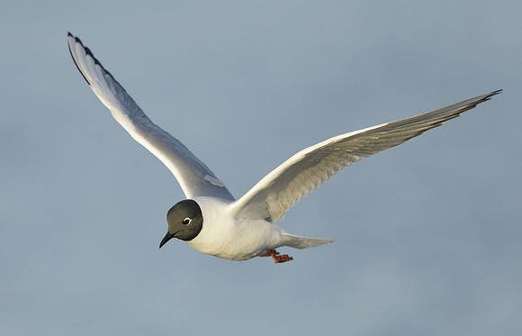 Bonaparte's Gull Chroicocephalus philadelphia