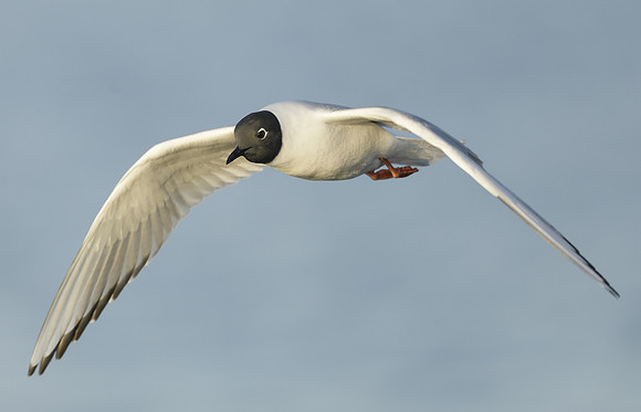 Bonaparte's Gull Chroicocephalus philadelphia